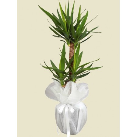 2'li Yucca Saksı Çiçeği